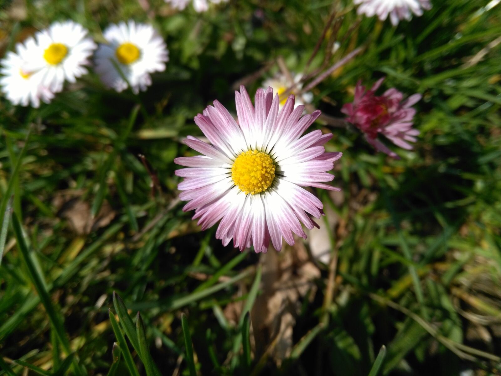 HUAWEI KIW-L21 sample photo. Daisy, flower, spring photography