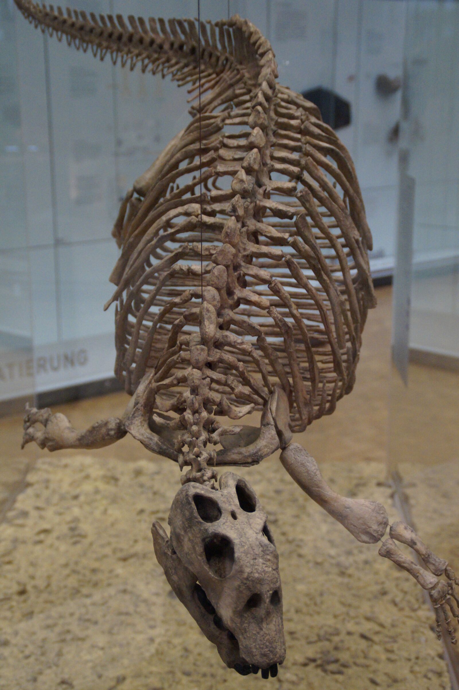 Sony SLT-A58 sample photo. Paddle lizard, skeleton, extinct photography