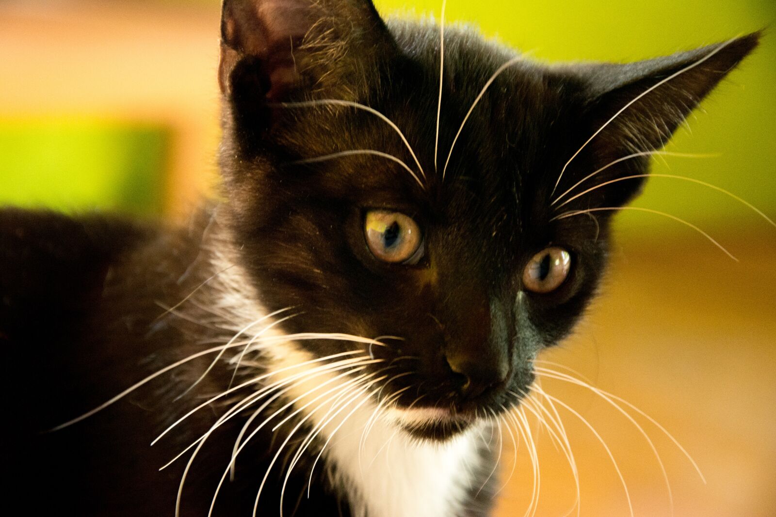 Nikon D5200 sample photo. Cat, kitten, tomcat photography