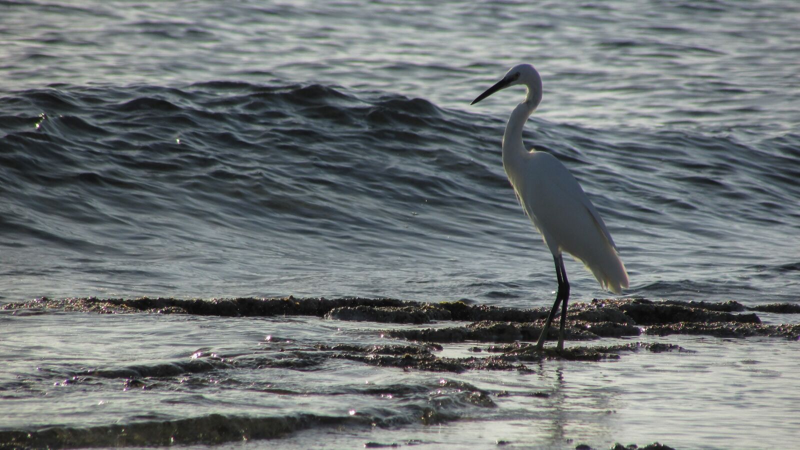 Canon PowerShot SX400 IS sample photo. Heron, bird, wild photography