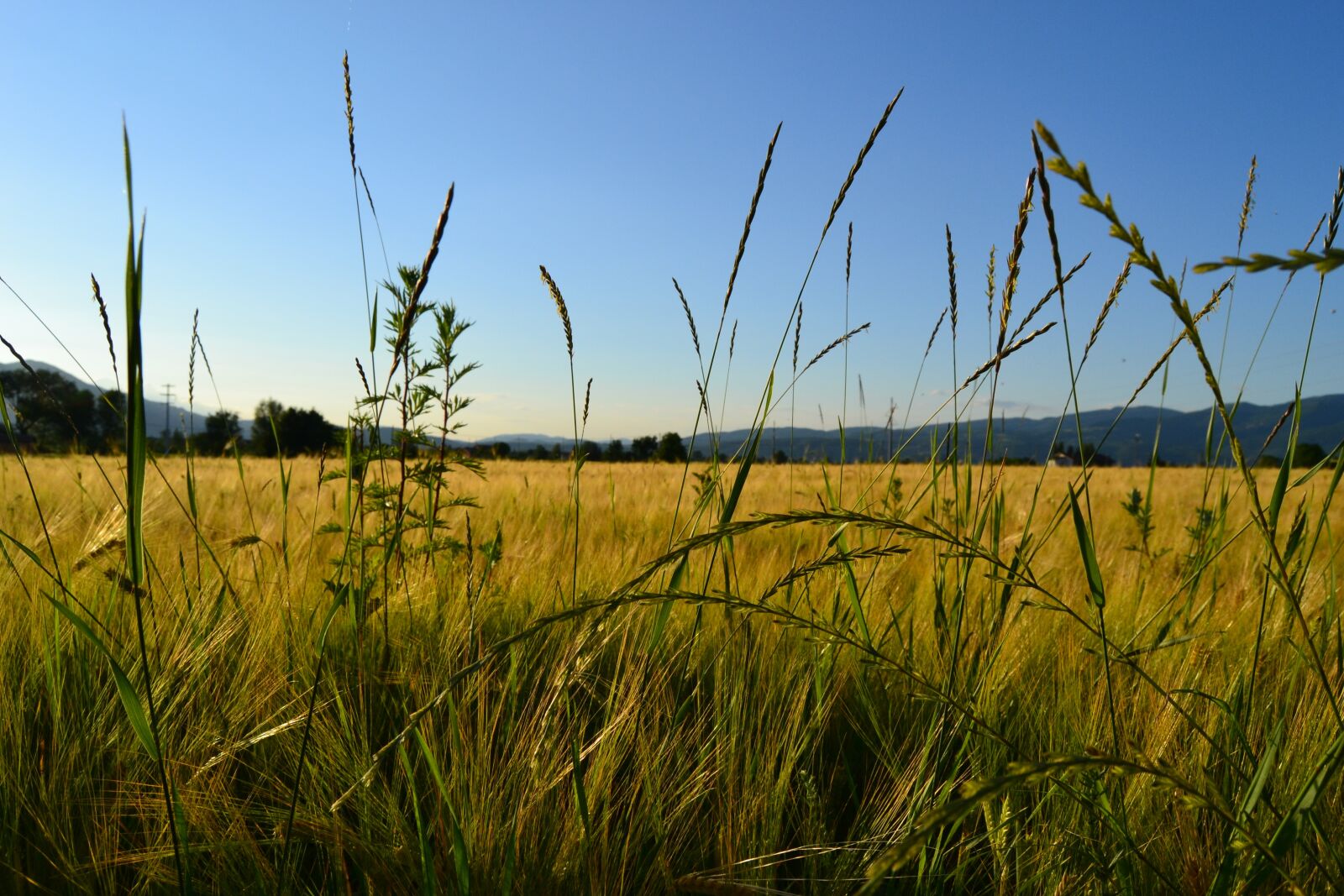 Nikon D3100 sample photo. Wheat, rieti, field photography