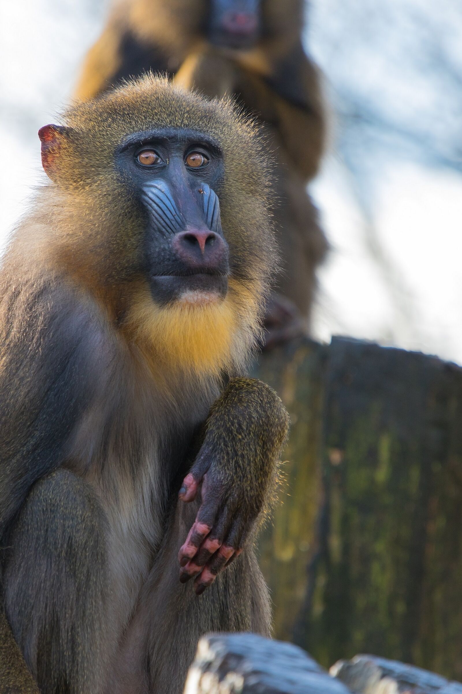 Canon EF 70-200mm F4L IS USM sample photo. Mandrill, primate, monkey photography