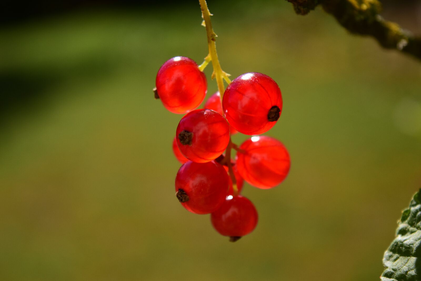 Nikon D3300 sample photo. Currants, close up, plant photography