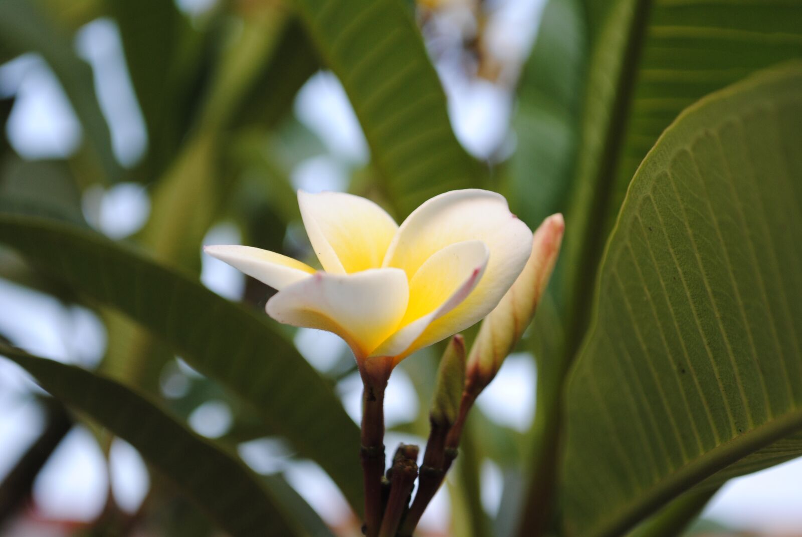 Nikon D3000 sample photo. Yellow flower, bloom, garden photography