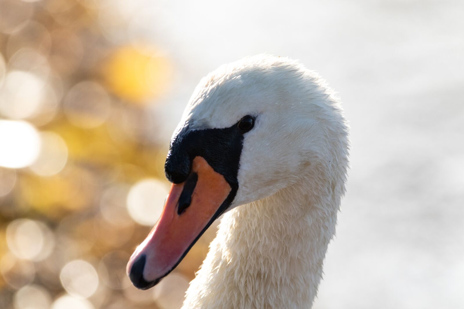 150-600mm F5-6.3 DG OS HSM | Contemporary 015 sample photo. Swan, mute swan, bewick photography