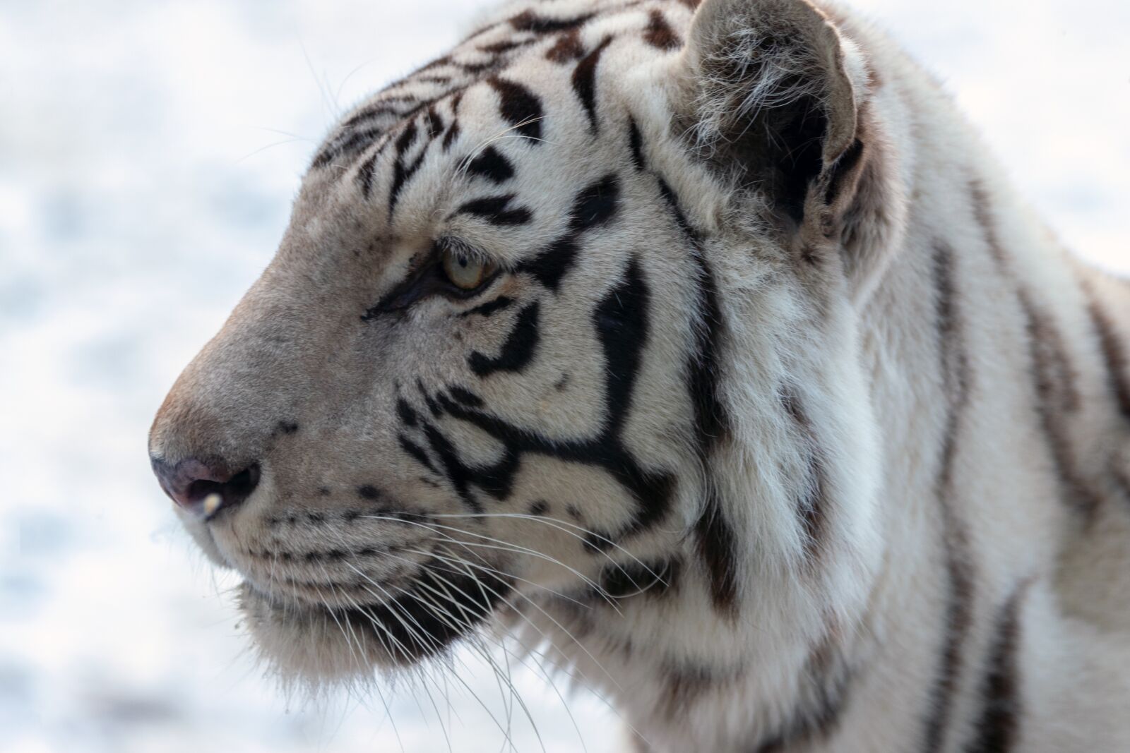Canon EOS 6D Mark II sample photo. Tiger, white, white tiger photography