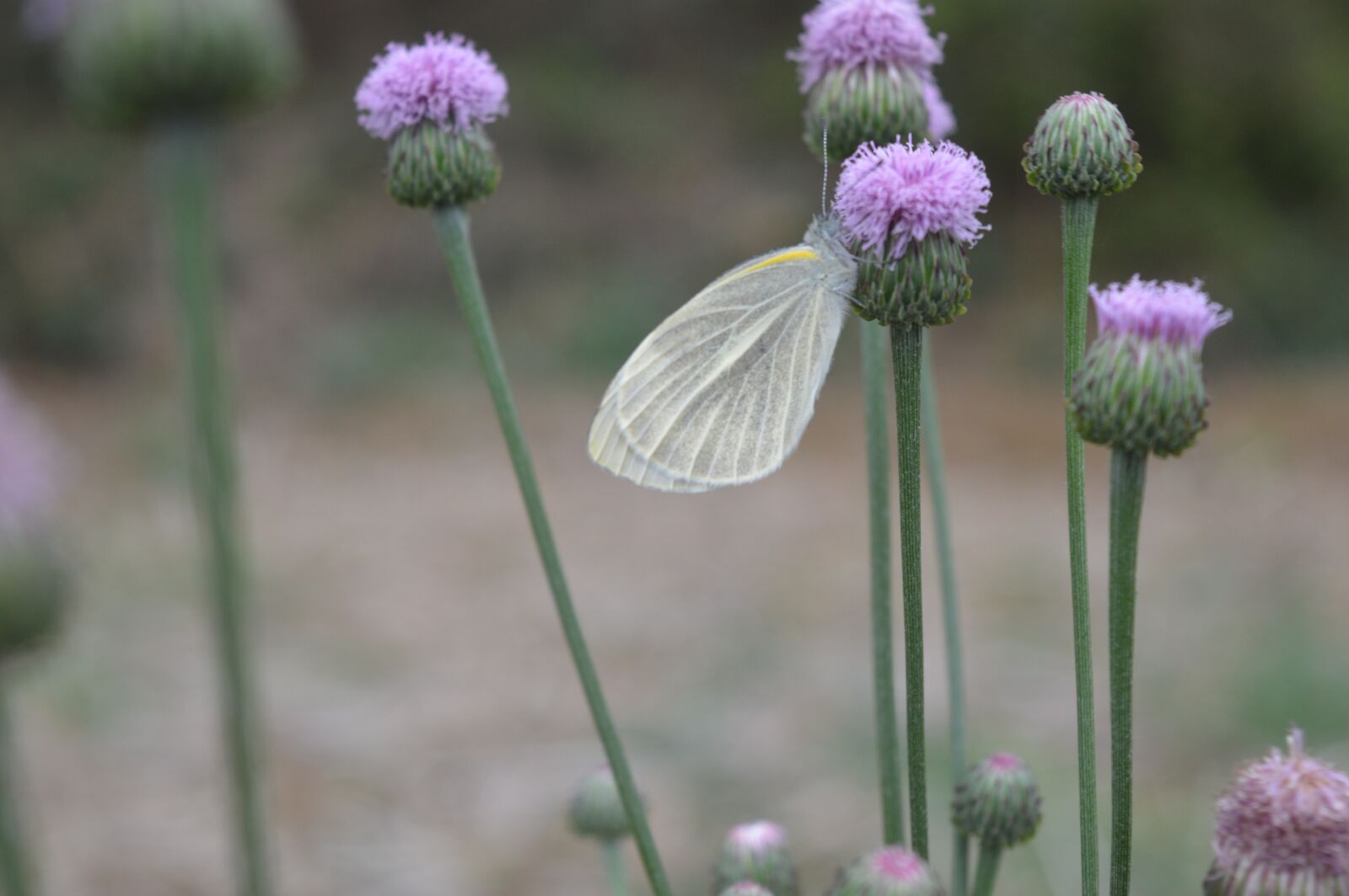 Nikon D3200 sample photo. Butterfly, flower, purple photography