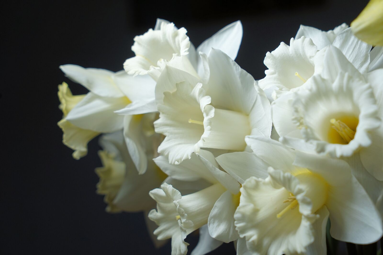 Sony a7 II + Sony Vario Tessar T* FE 24-70mm F4 ZA OSS sample photo. Narcissus, spring, daffodil photography
