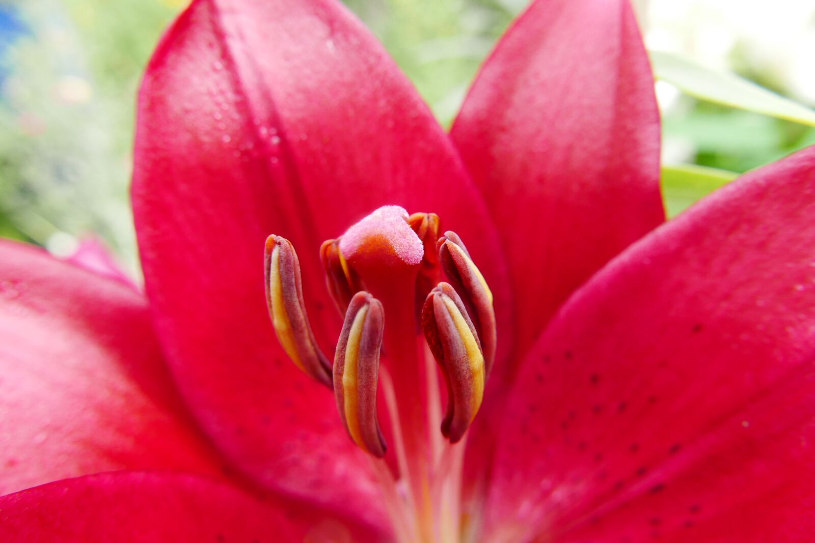 Panasonic Lumix DMC-LX100 sample photo. Nature, flower, lily photography