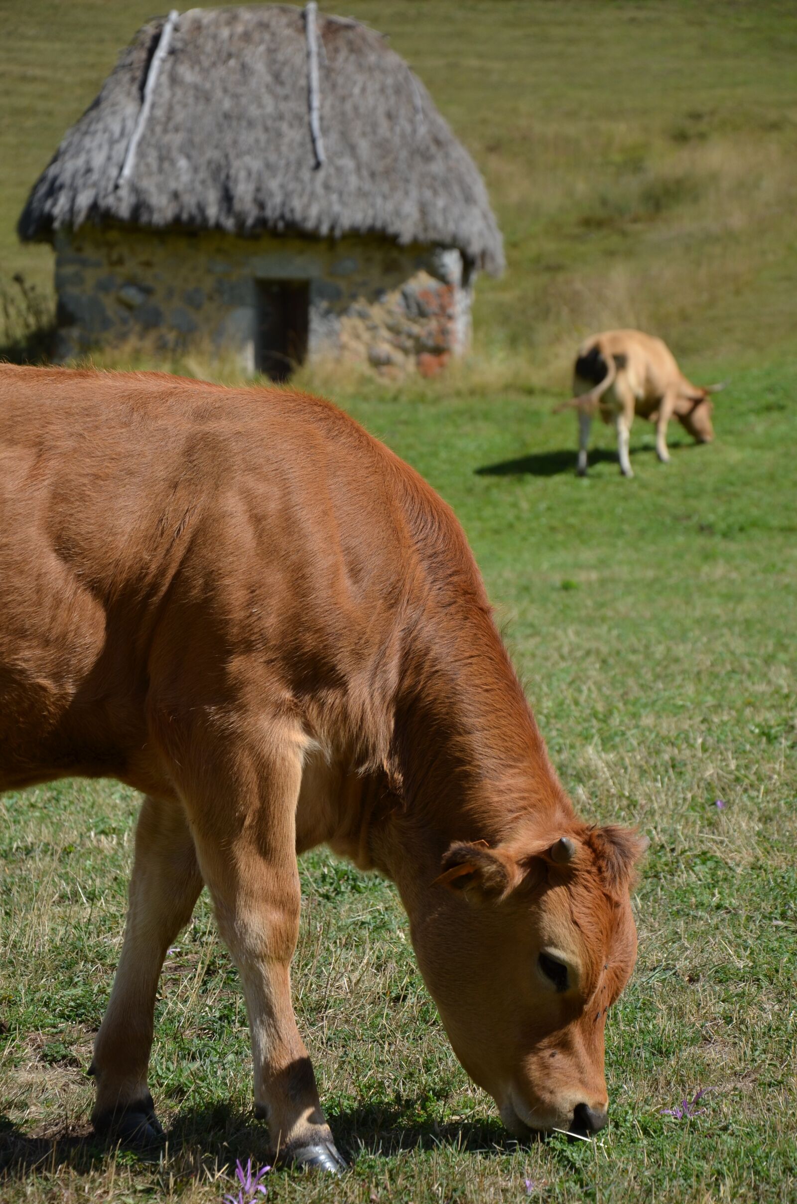 Nikon D5100 sample photo. Cow, calf, teito photography