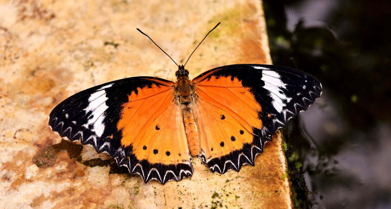 Nikon D7200 sample photo. Butterfly, orange, probe photography
