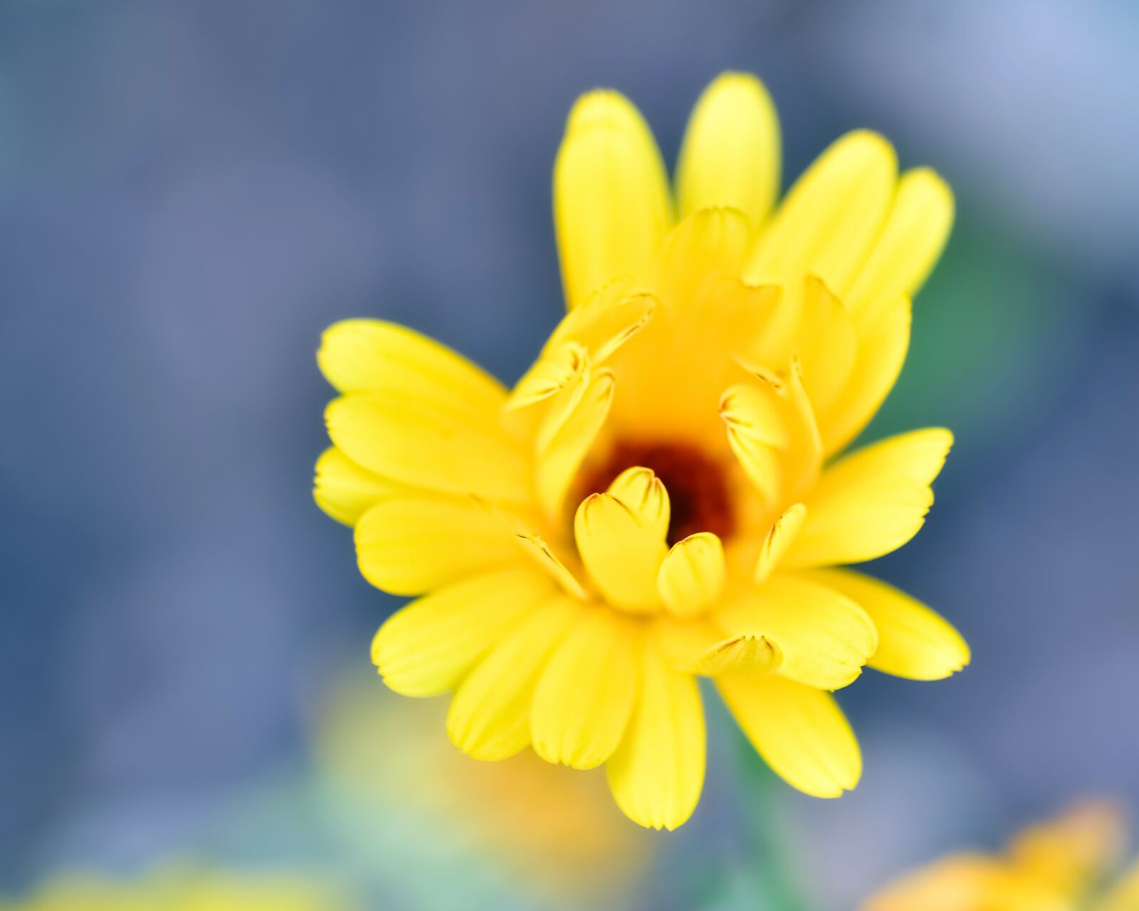 Nikon D500 + Tokina AT-X Pro 100mm F2.8 Macro sample photo. Flower, yellow, petal photography
