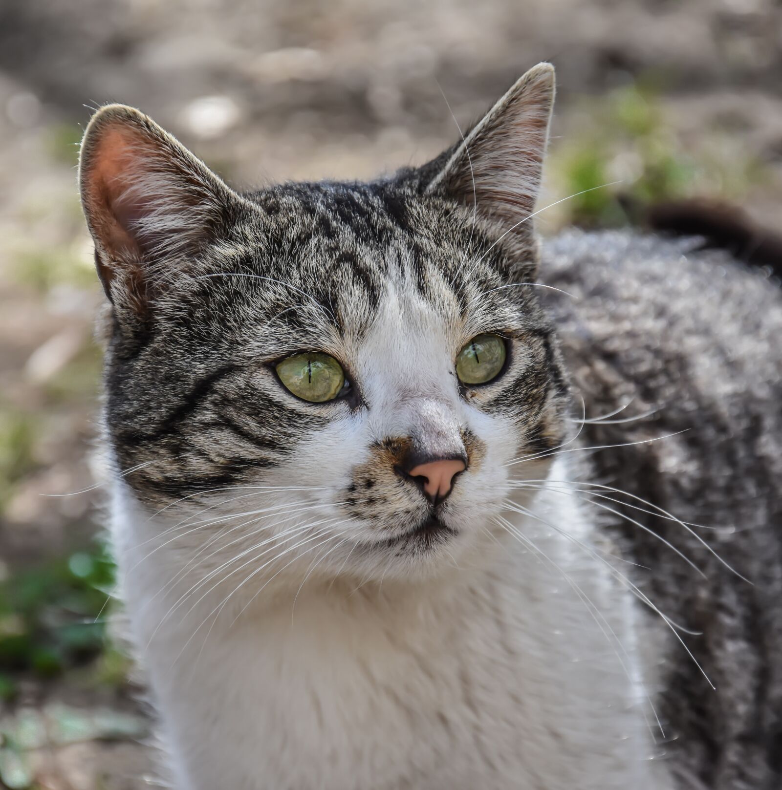 Nikon D7200 sample photo. Cat, animal, wild photography
