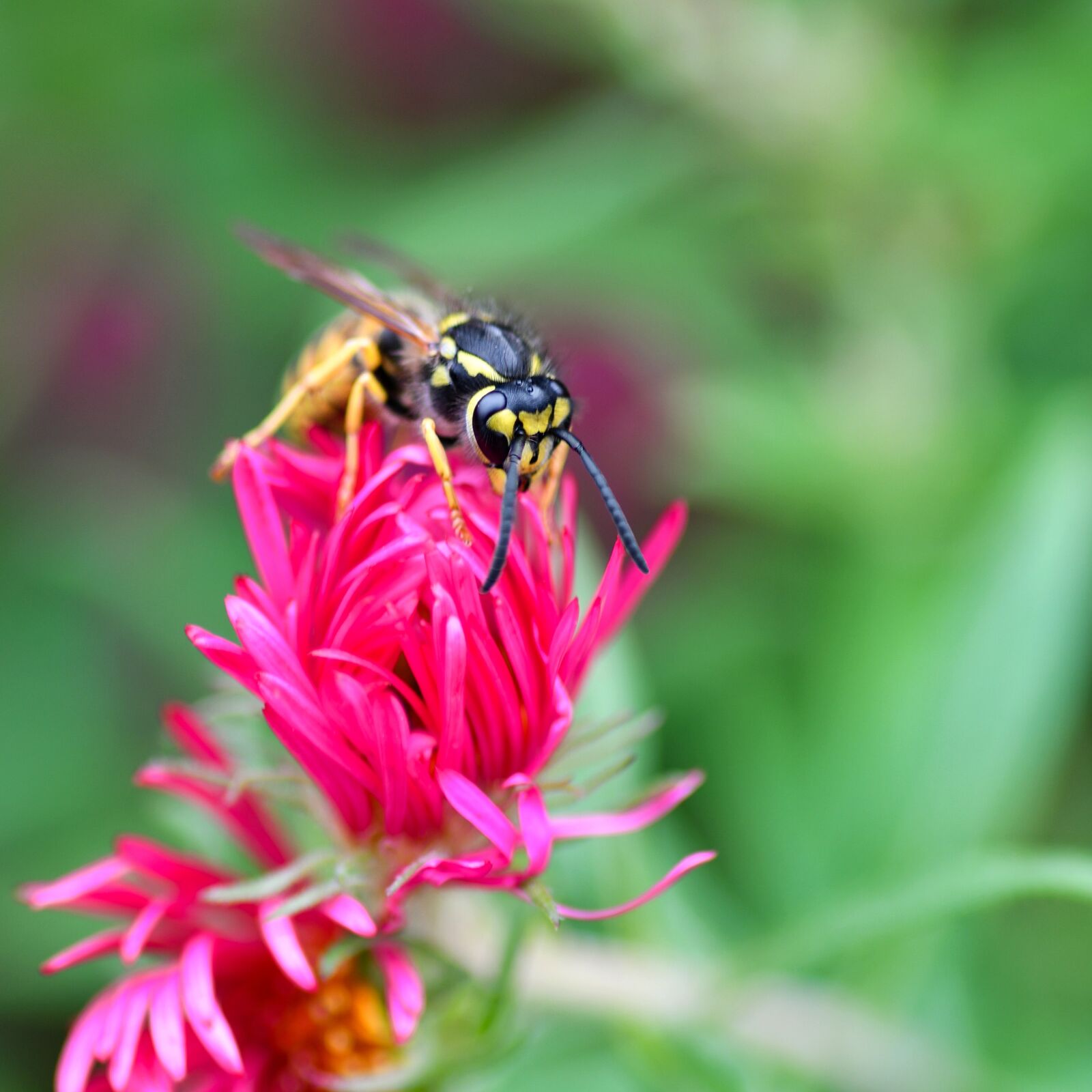 Nikon D500 sample photo. Wasp, insect, flower photography