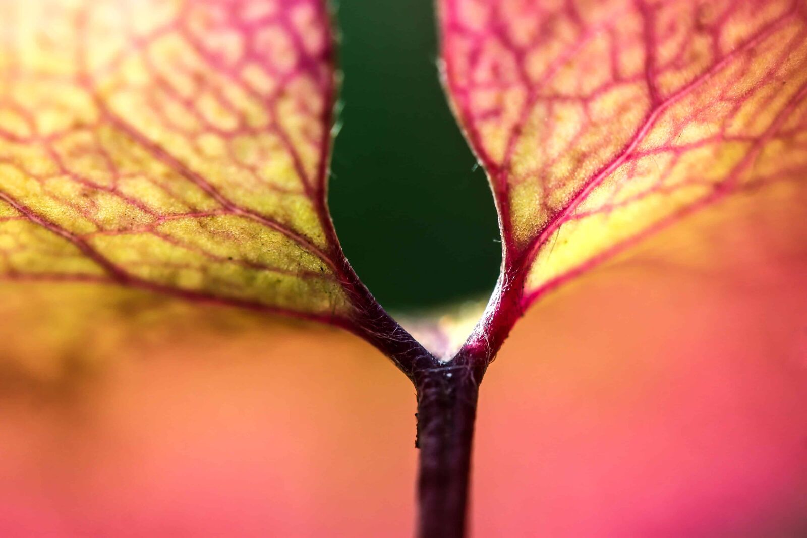 Canon EOS 1100D (EOS Rebel T3 / EOS Kiss X50) sample photo. Red leaf, nature, macro photography