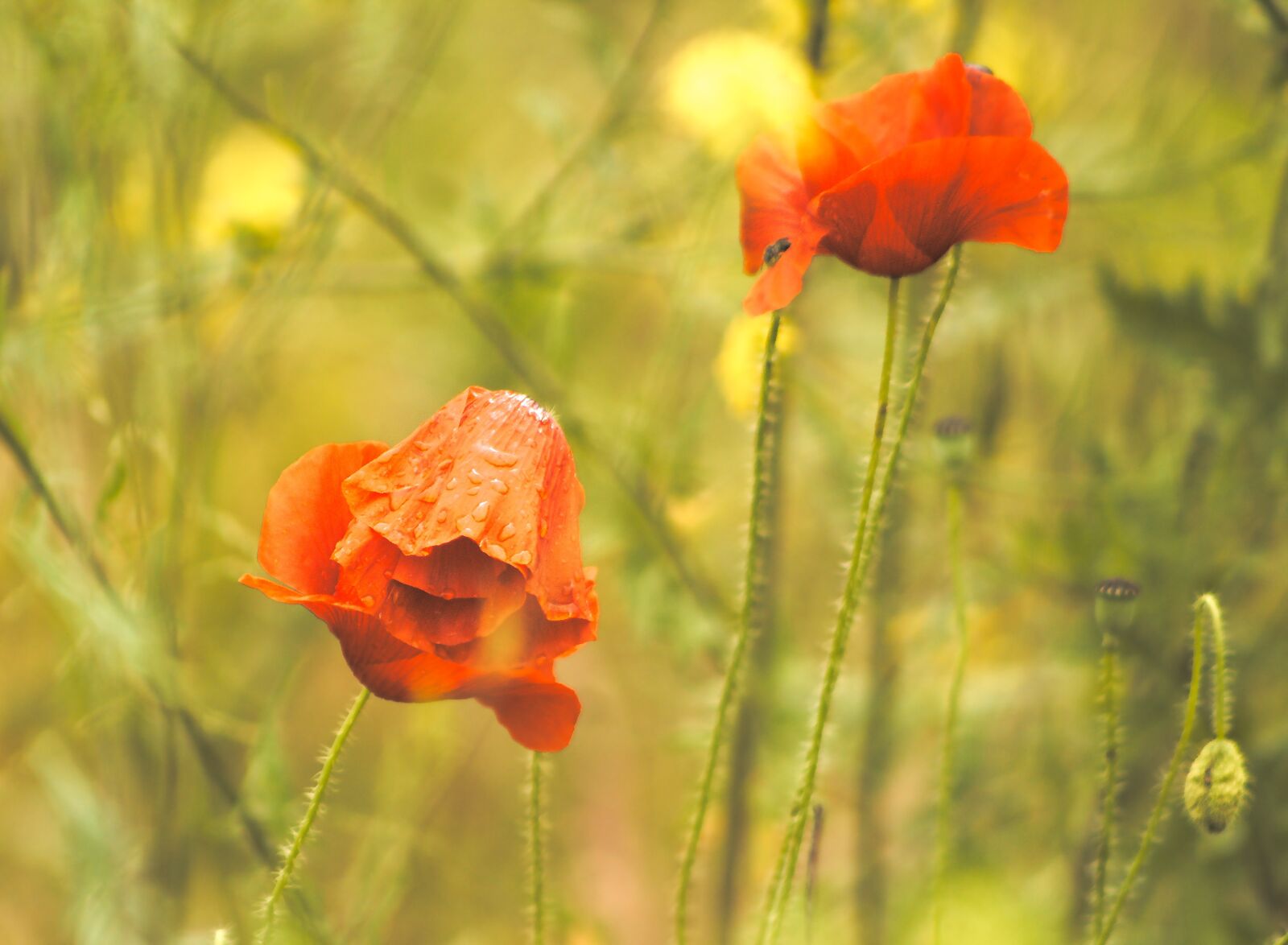 Canon EOS 4000D (EOS Rebel T100 / EOS 3000D) sample photo. Nature, plants, poppies photography