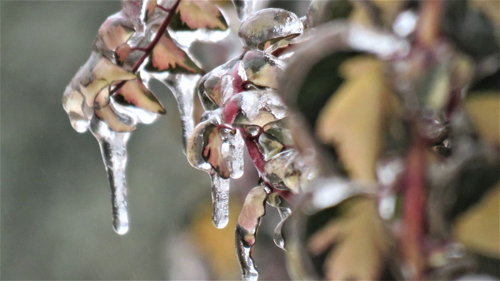 Canon PowerShot SX60 HS sample photo. Hoarfrost, winter, the ice photography