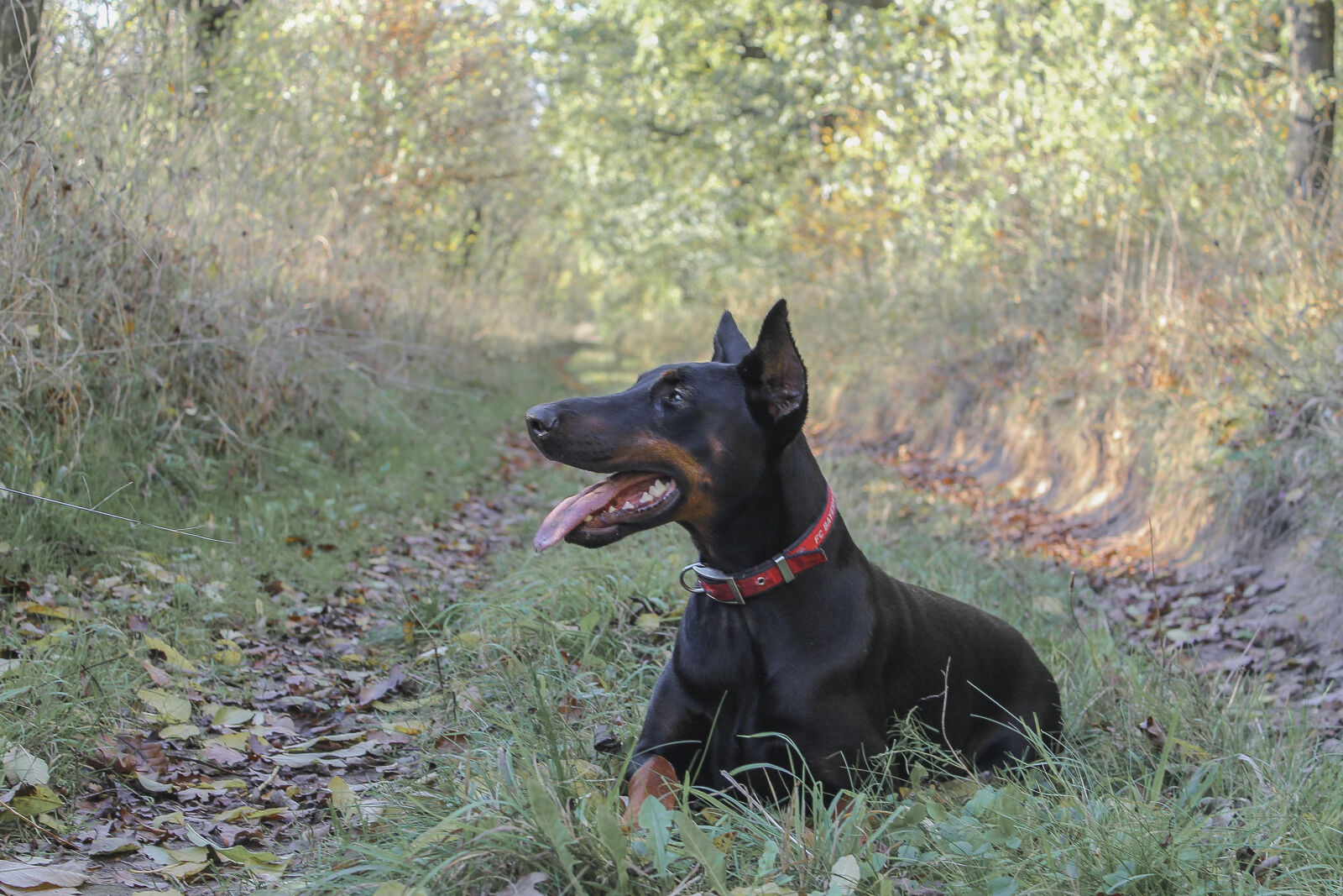 Canon EOS 1100D (EOS Rebel T3 / EOS Kiss X50) sample photo. Doberman, dobermann, dog, dogs photography