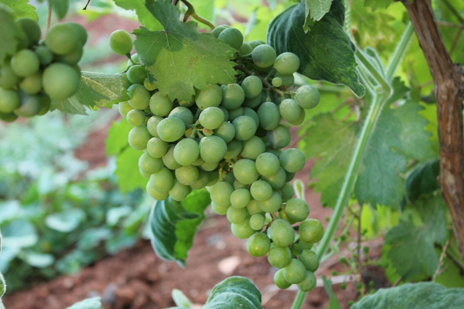 Canon EOS 1100D (EOS Rebel T3 / EOS Kiss X50) sample photo. Raisin, bunch of grapes photography