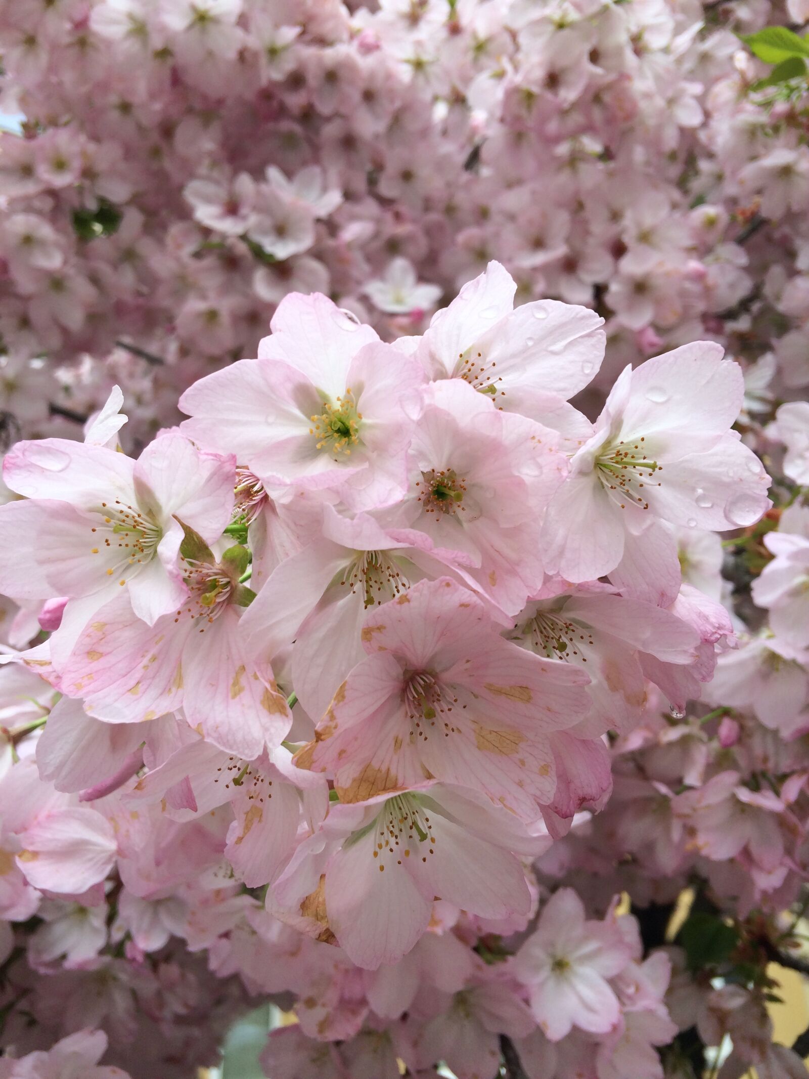 iPhone 5s back camera 4.15mm f/2.2 sample photo. Spring, pink, sakura photography