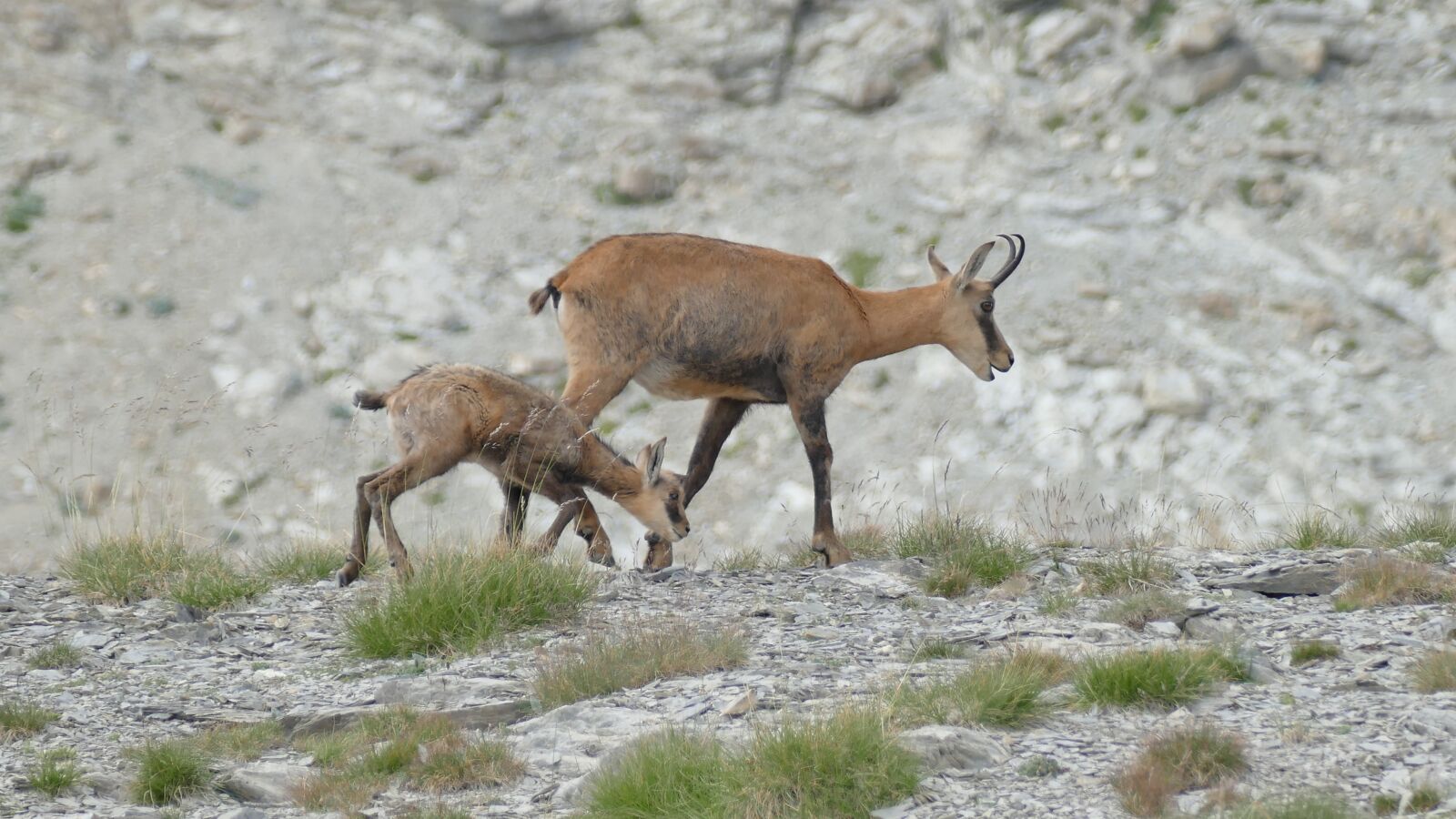 Panasonic Lumix DMC-FZ1000 sample photo. Chamois, alpes, du sud photography