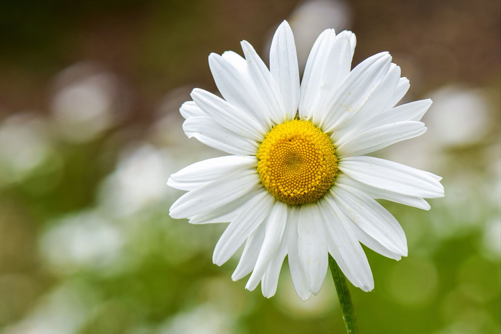 Nikon D5300 sample photo. Chamomile, flower, plant photography