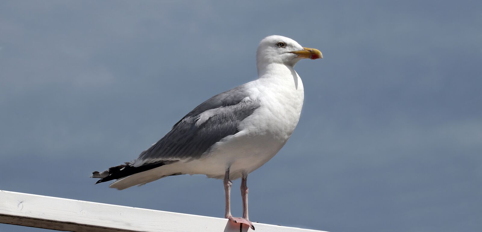 Canon EOS 80D sample photo. Seagull, water bird, bird photography