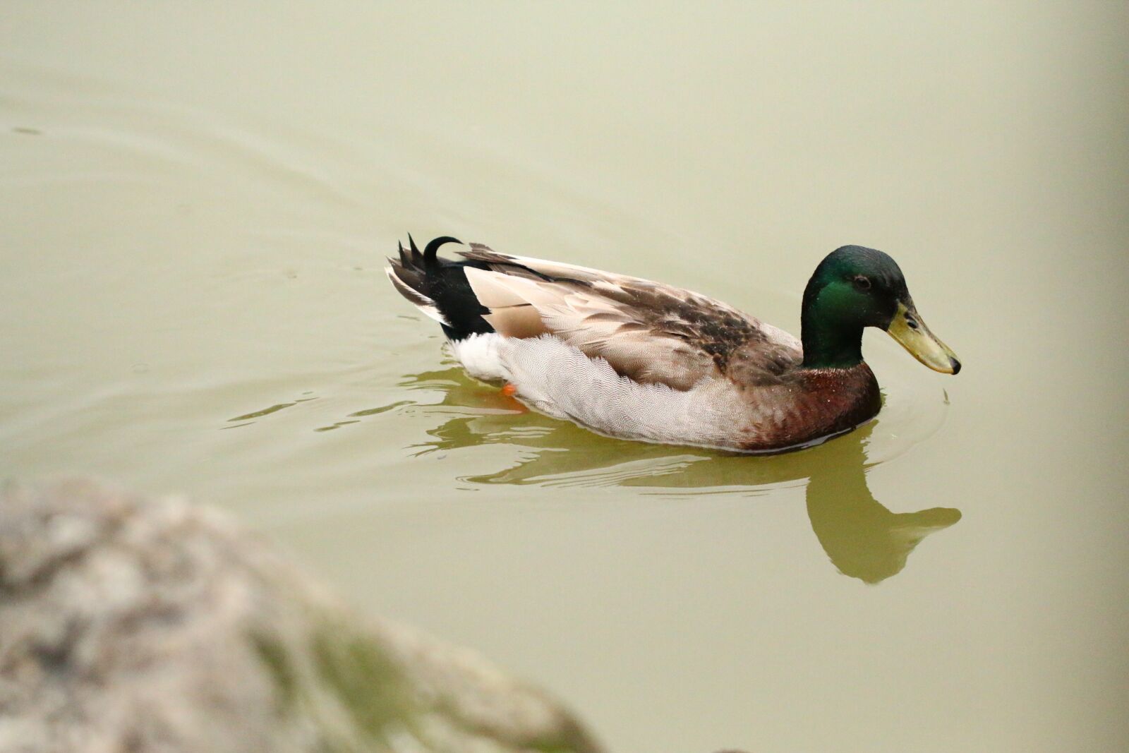 Canon EF 100mm F2.8L Macro IS USM sample photo. Birds, ducks, the water photography