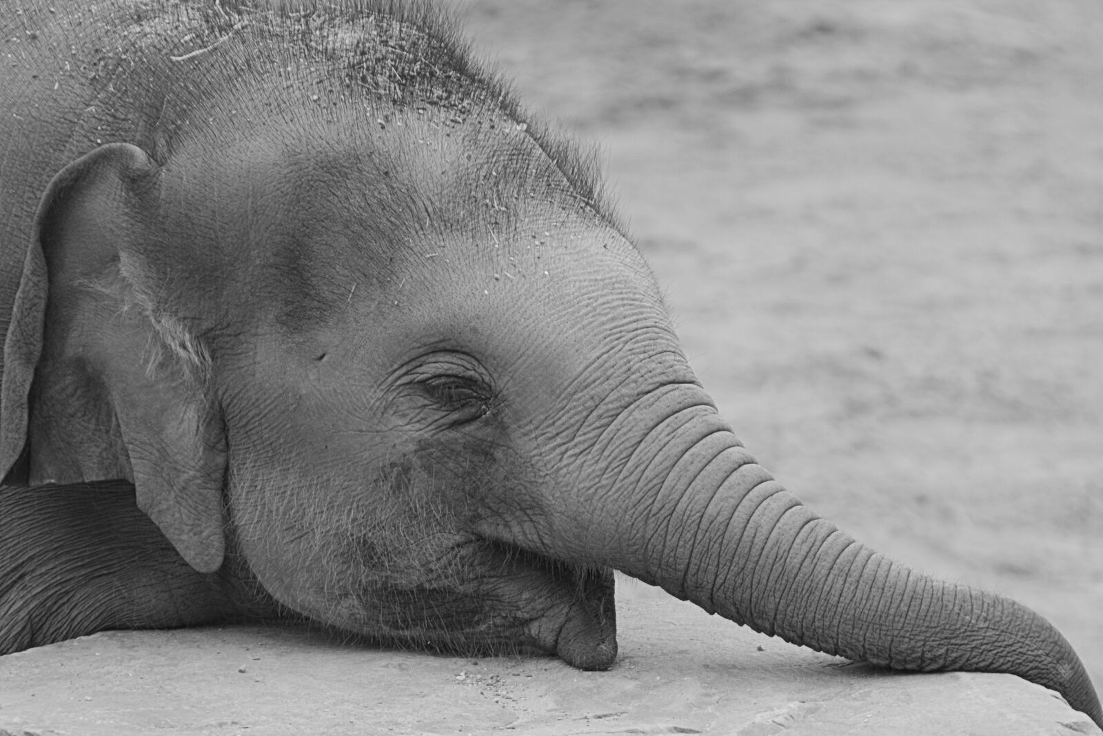 Nikon D5200 sample photo. Elephant, animal, trunk photography