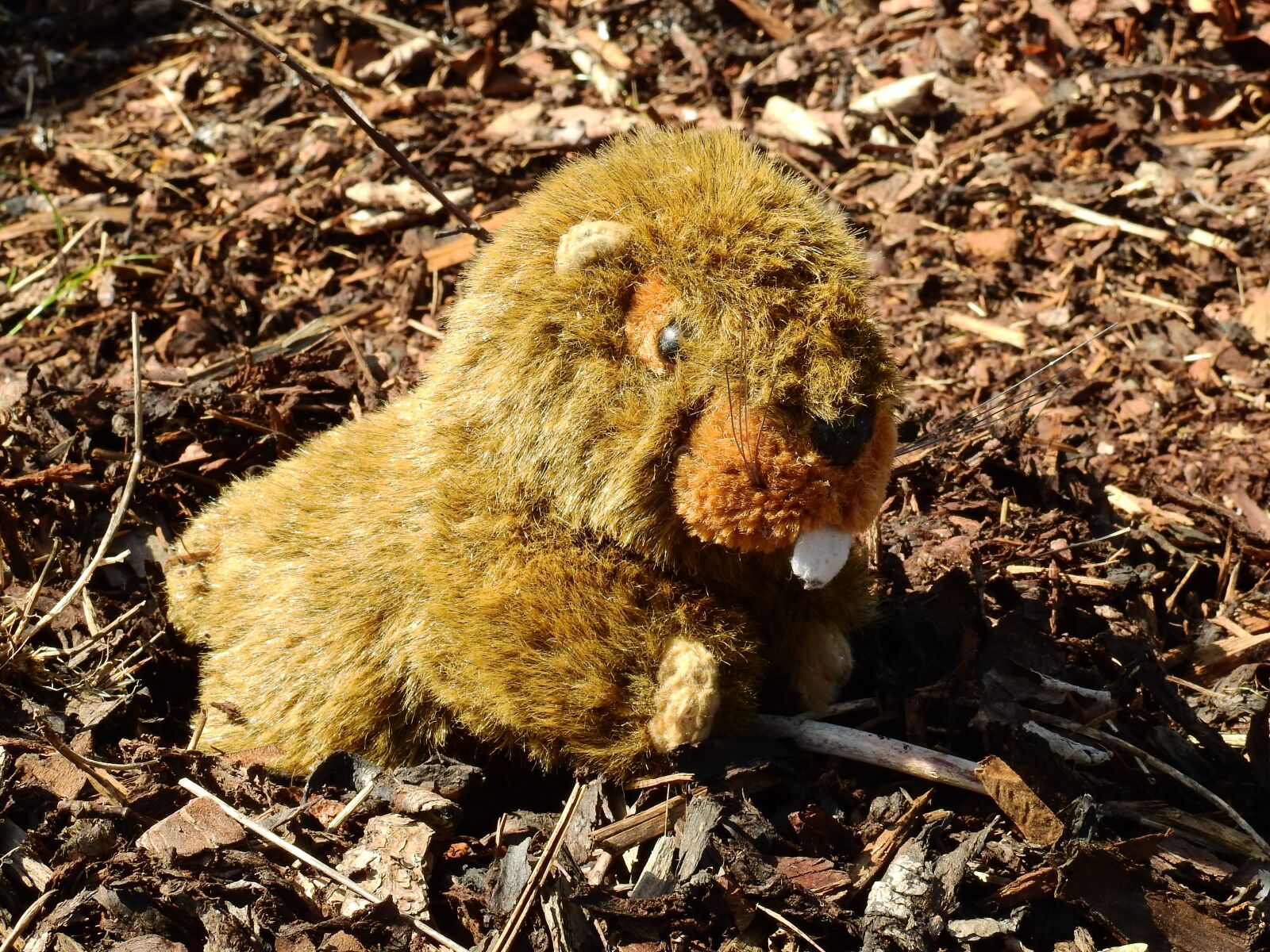 Nikon Coolpix P900 sample photo. Stuffed animal, teddy bear photography