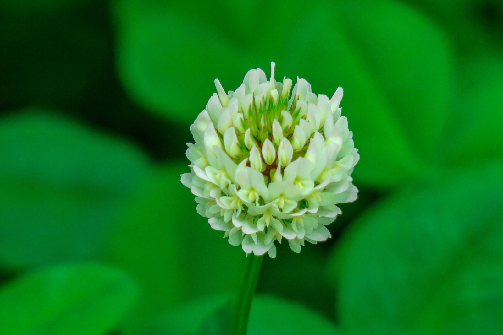 Canon PowerShot G3 X sample photo. Flower, natural, summer photography