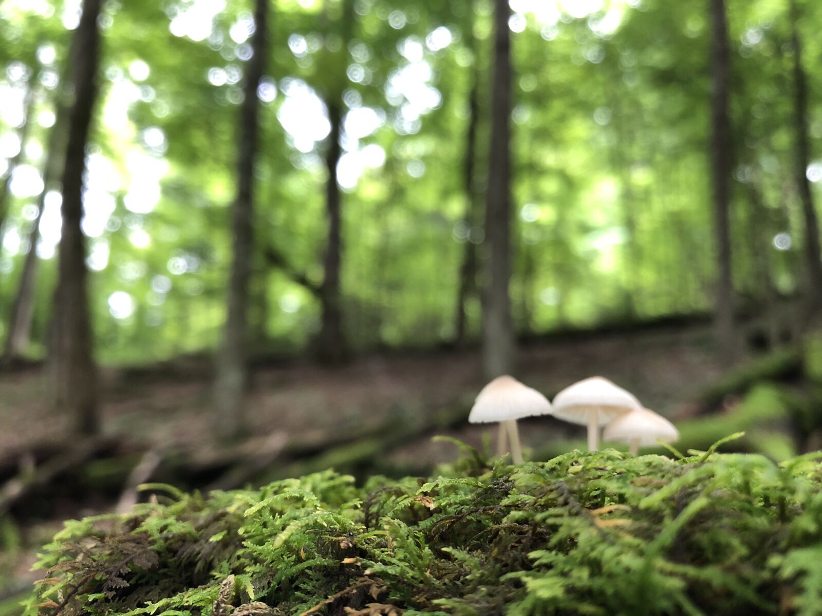 iPhone 8 Plus back dual camera 3.99mm f/1.8 sample photo. Mushrooms, forest, moss photography