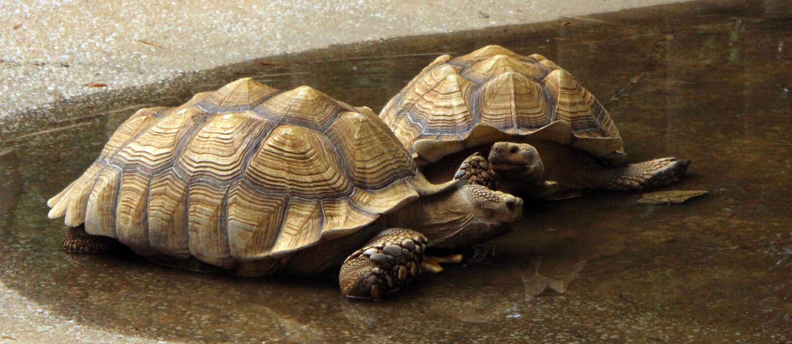 Canon EOS 1200D (EOS Rebel T5 / EOS Kiss X70 / EOS Hi) sample photo. Turtles, galapagos, tortoise photography