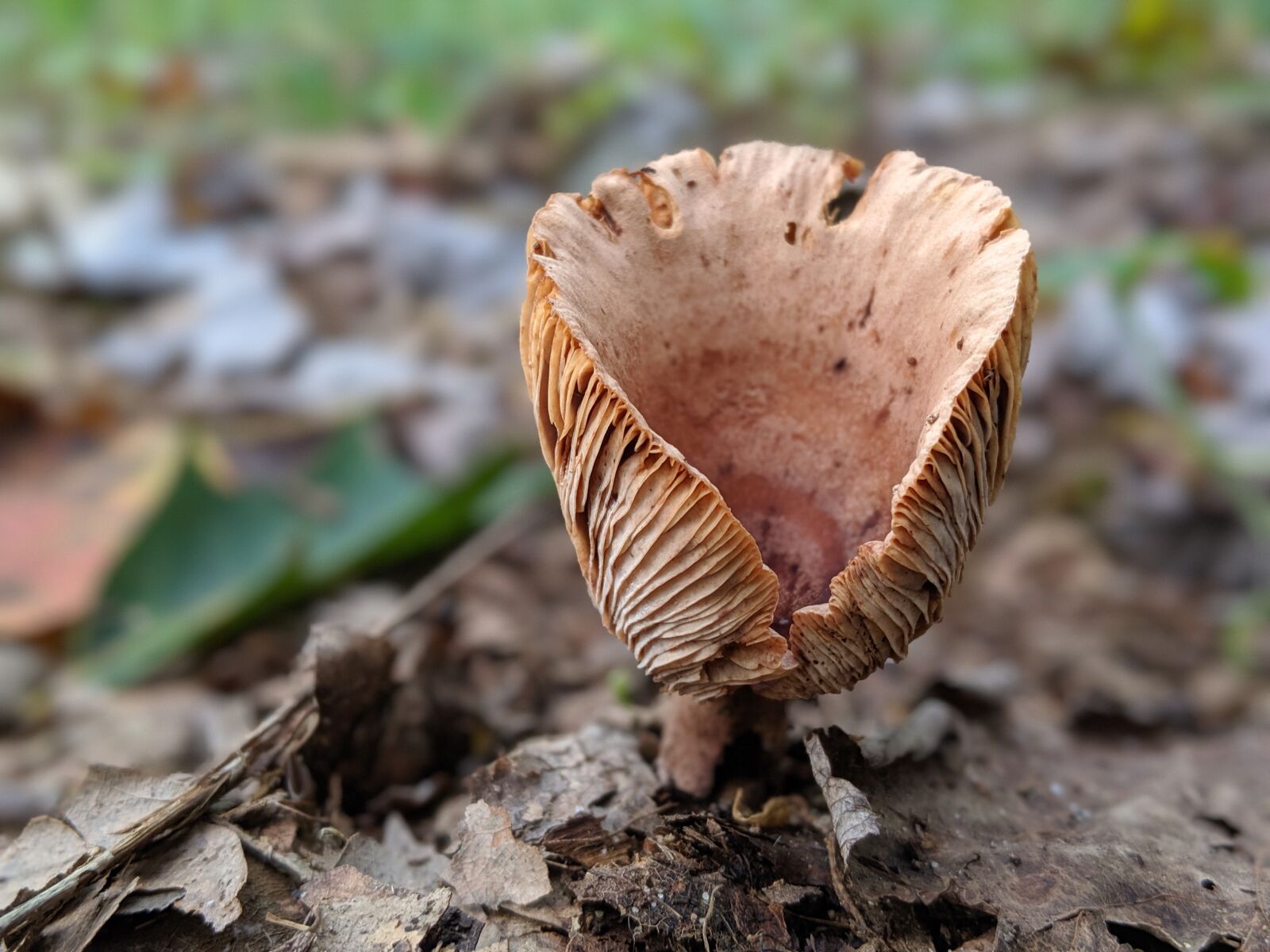 Google Pixel 3 XL sample photo. Mushrooms, plants, forest floor photography