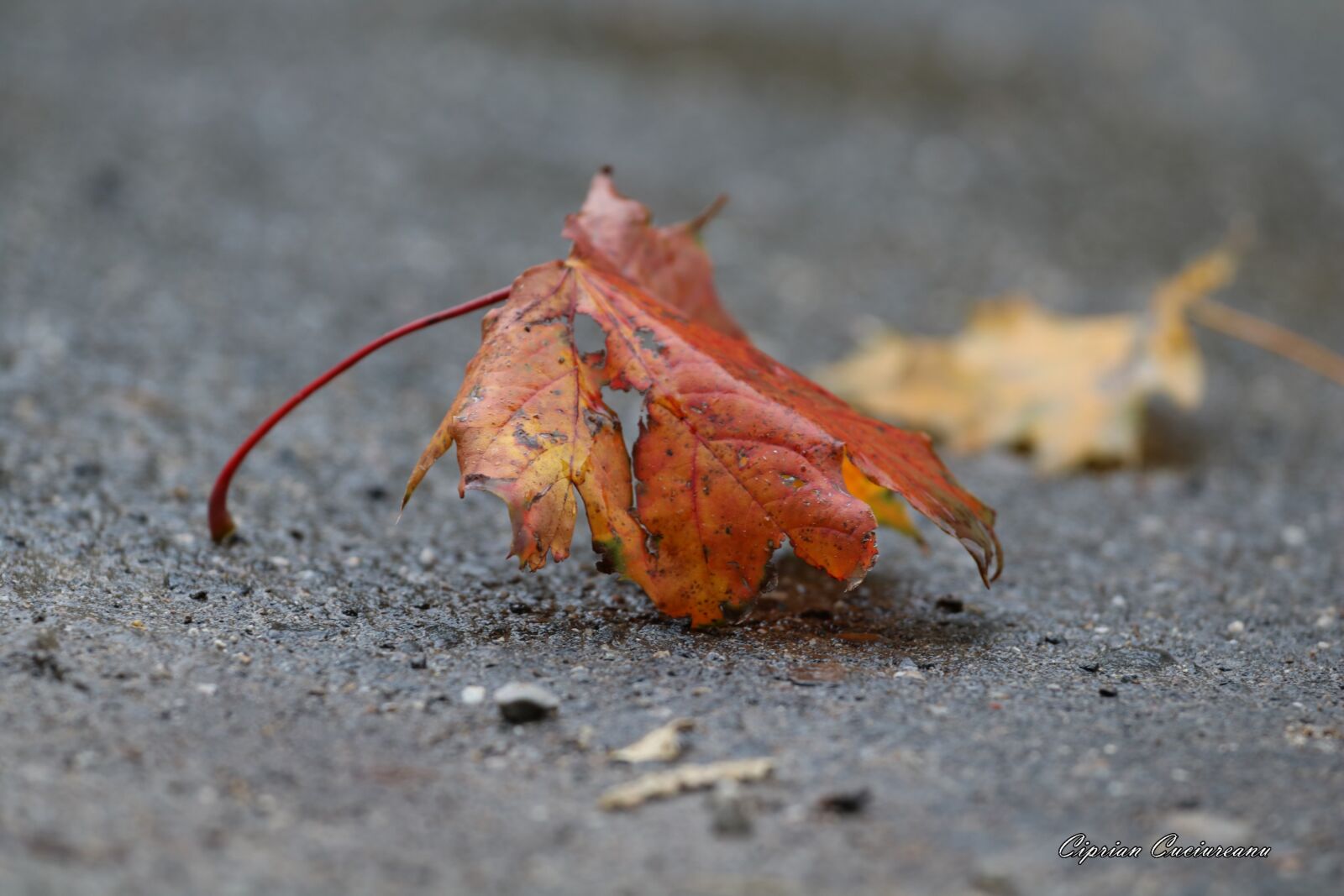Canon EF 70-200mm F4L USM sample photo. Autumn, leaf, leaf, resita photography