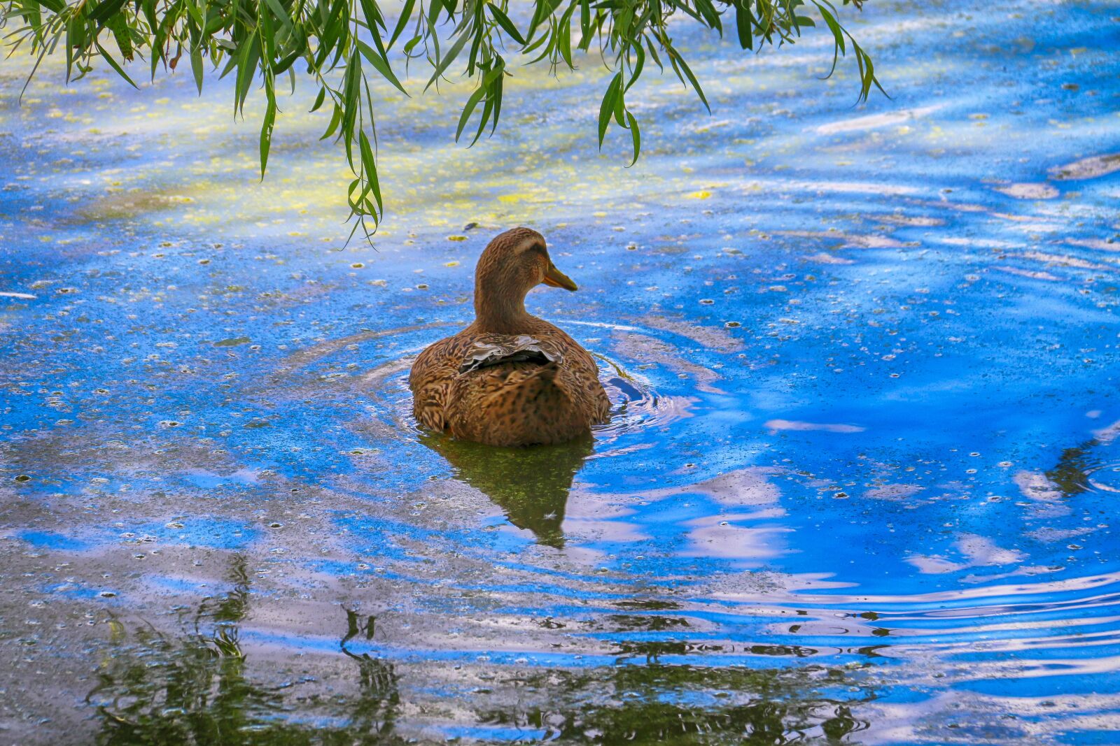 Canon EOS 70D + Canon EF-S 18-200mm F3.5-5.6 IS sample photo. Duck, solitaire, reflections-clouds photography