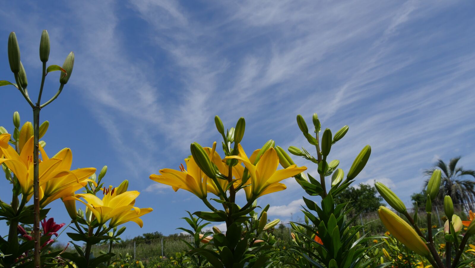 Panasonic Lumix DMC-GX8 sample photo. Yellow lily, all, lily photography