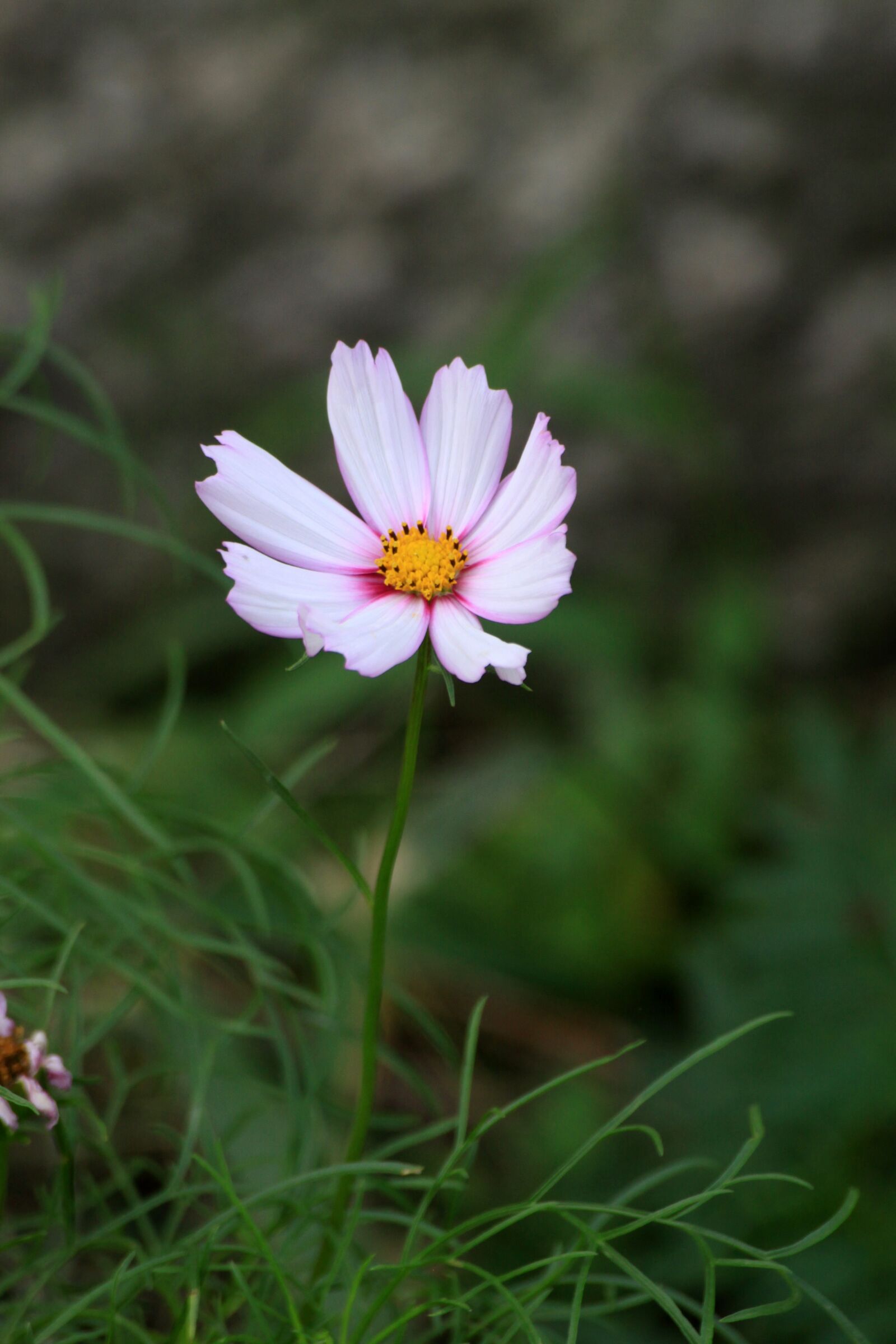 Canon EOS 50D sample photo. Cosmos, autumn, white cosmos photography