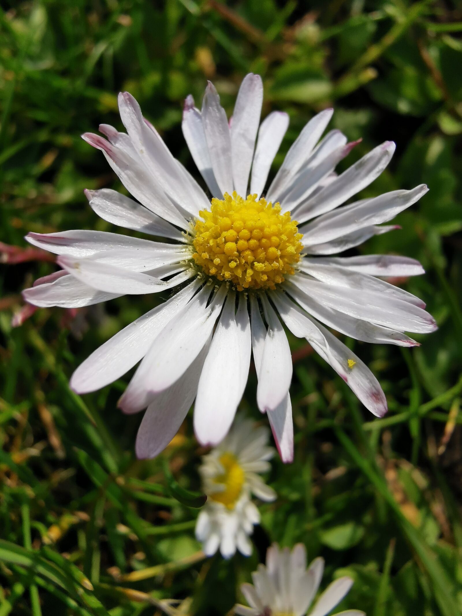 HUAWEI P30 Pro sample photo. Single daisy, daisy, close photography