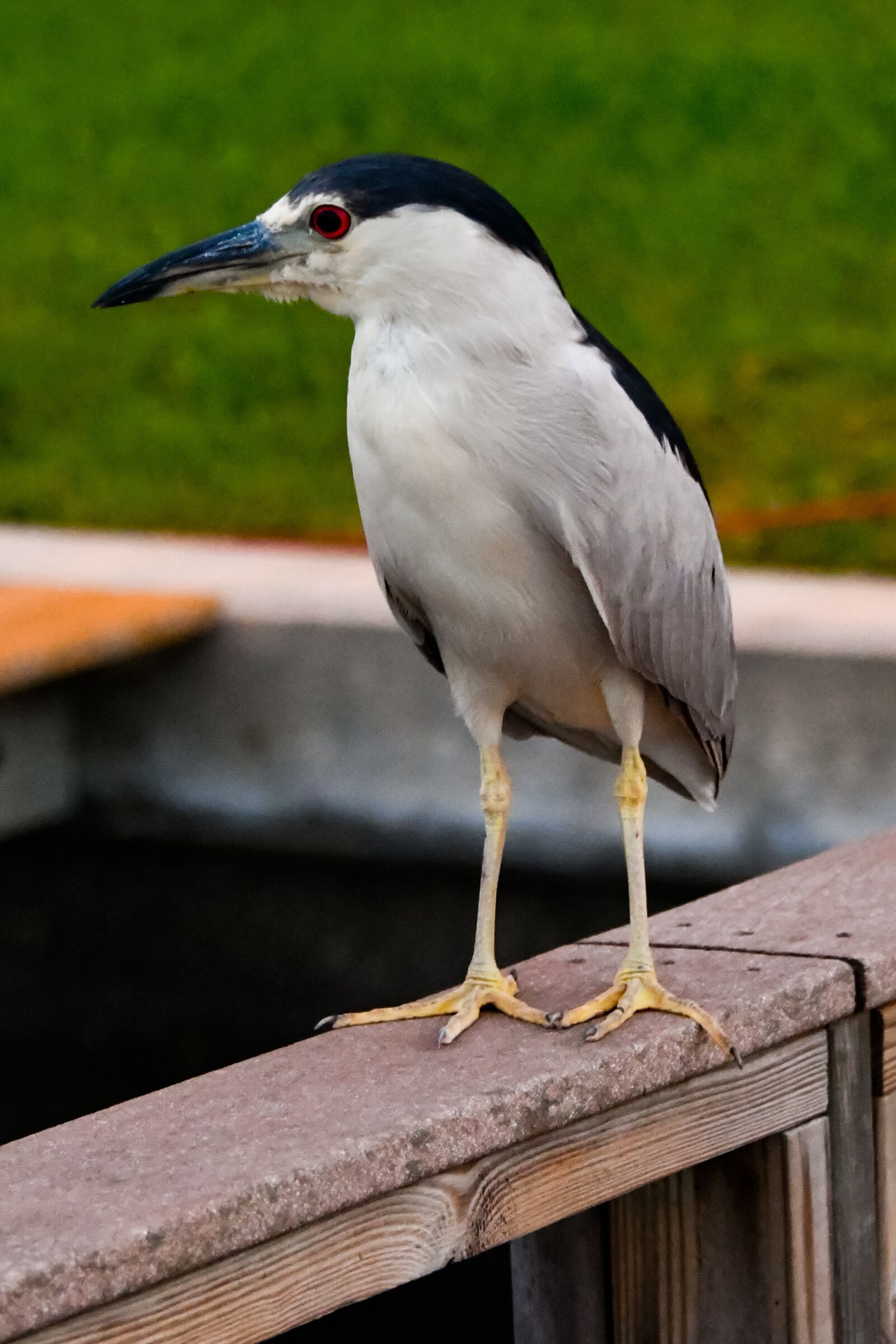 Nikon D850 sample photo. Bird, florida, dock photography
