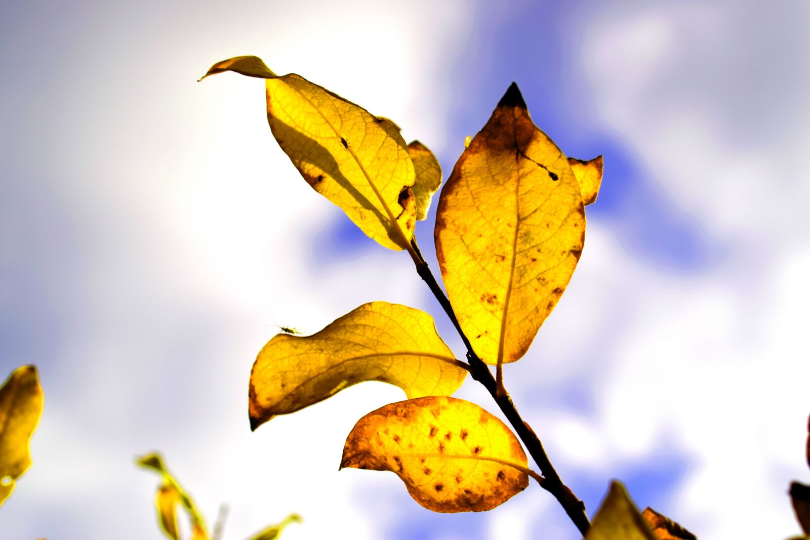 Nikon D3300 sample photo. Nature, autumn, autumn leaf photography