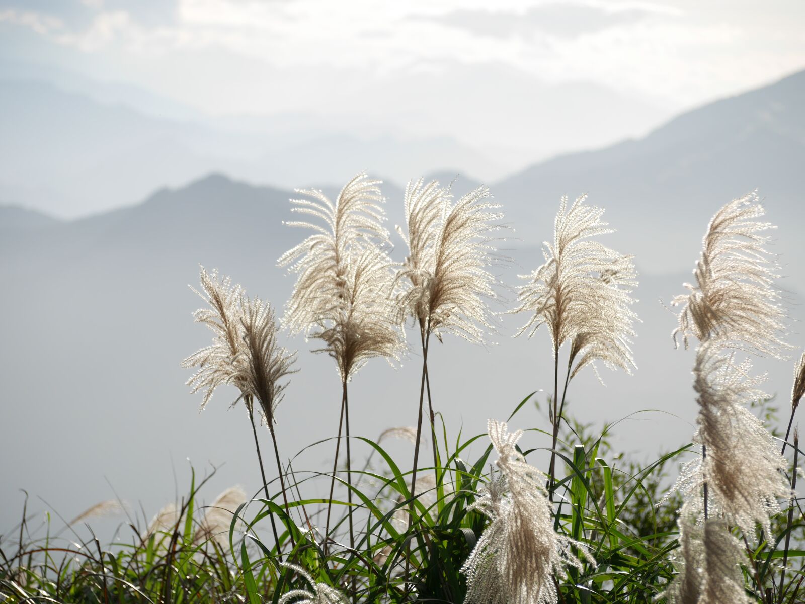 Panasonic Lumix DMC-GX7 sample photo. Vegetation, green, mountains photography