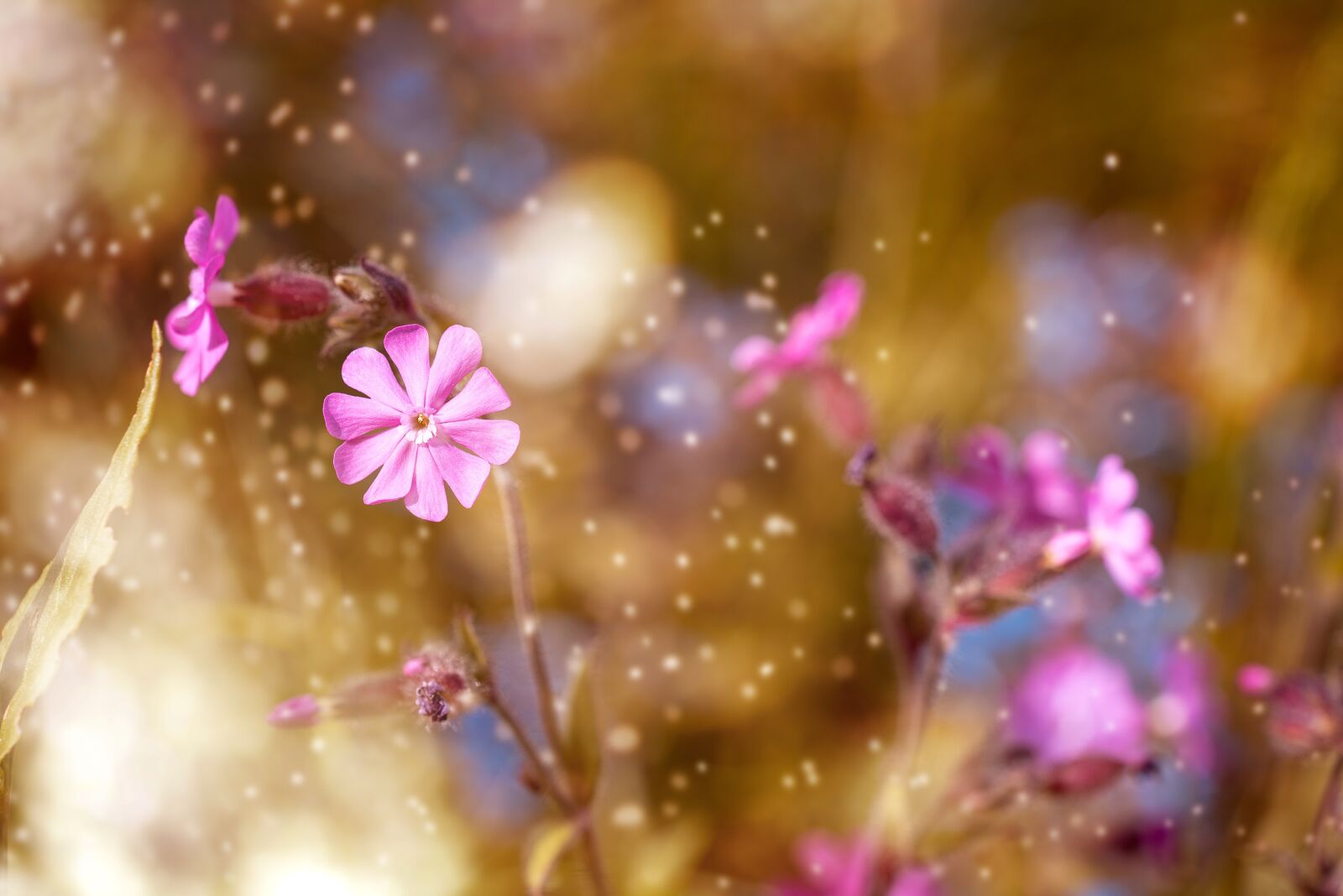 Nikon D750 sample photo. Red campion, pointed flower photography