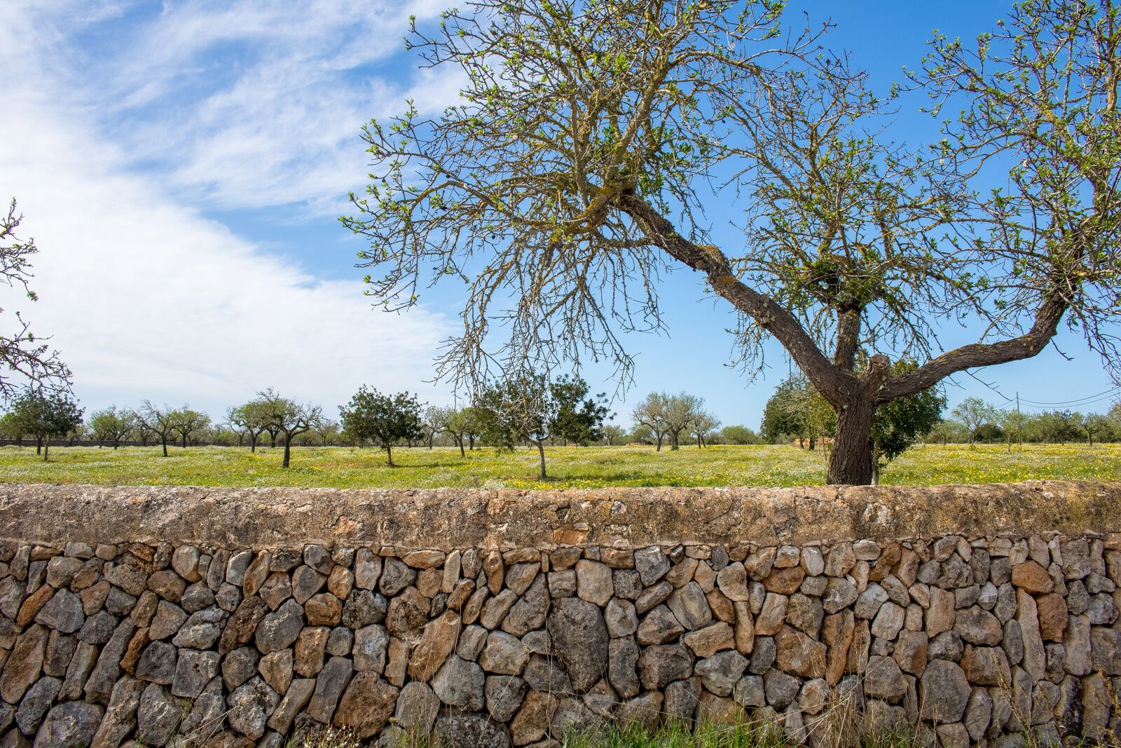 Canon EOS 750D (EOS Rebel T6i / EOS Kiss X8i) sample photo. Mallorca, landscape, llucmajor photography