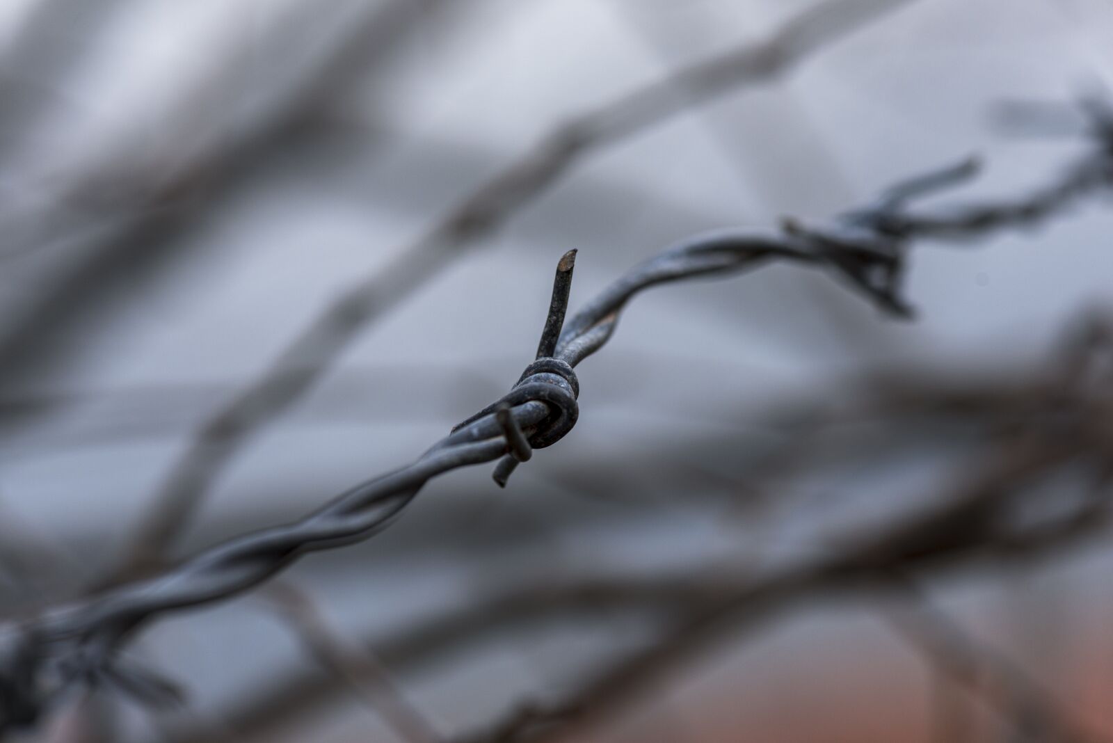 Nikon D750 sample photo. Macro, wire, fence photography