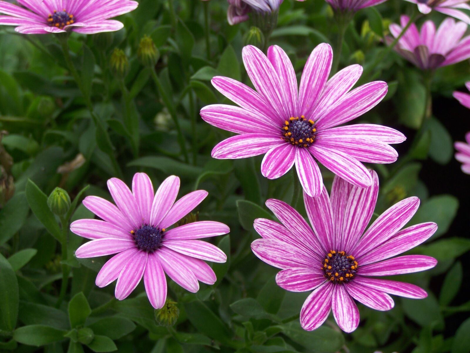Kodak EASYSHARE ZD710 ZOOM DIGITAL CAMERA sample photo. Daisy, daisies, purple photography