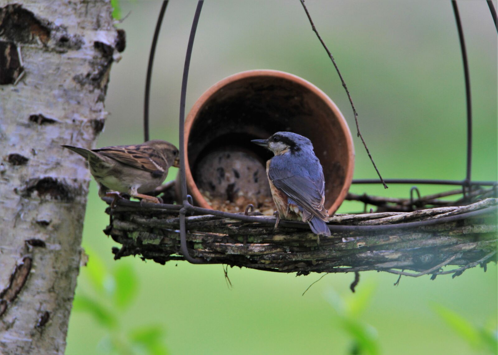 Tamron SP 150-600mm F5-6.3 Di VC USD sample photo. Kleiber, bird, songbird photography