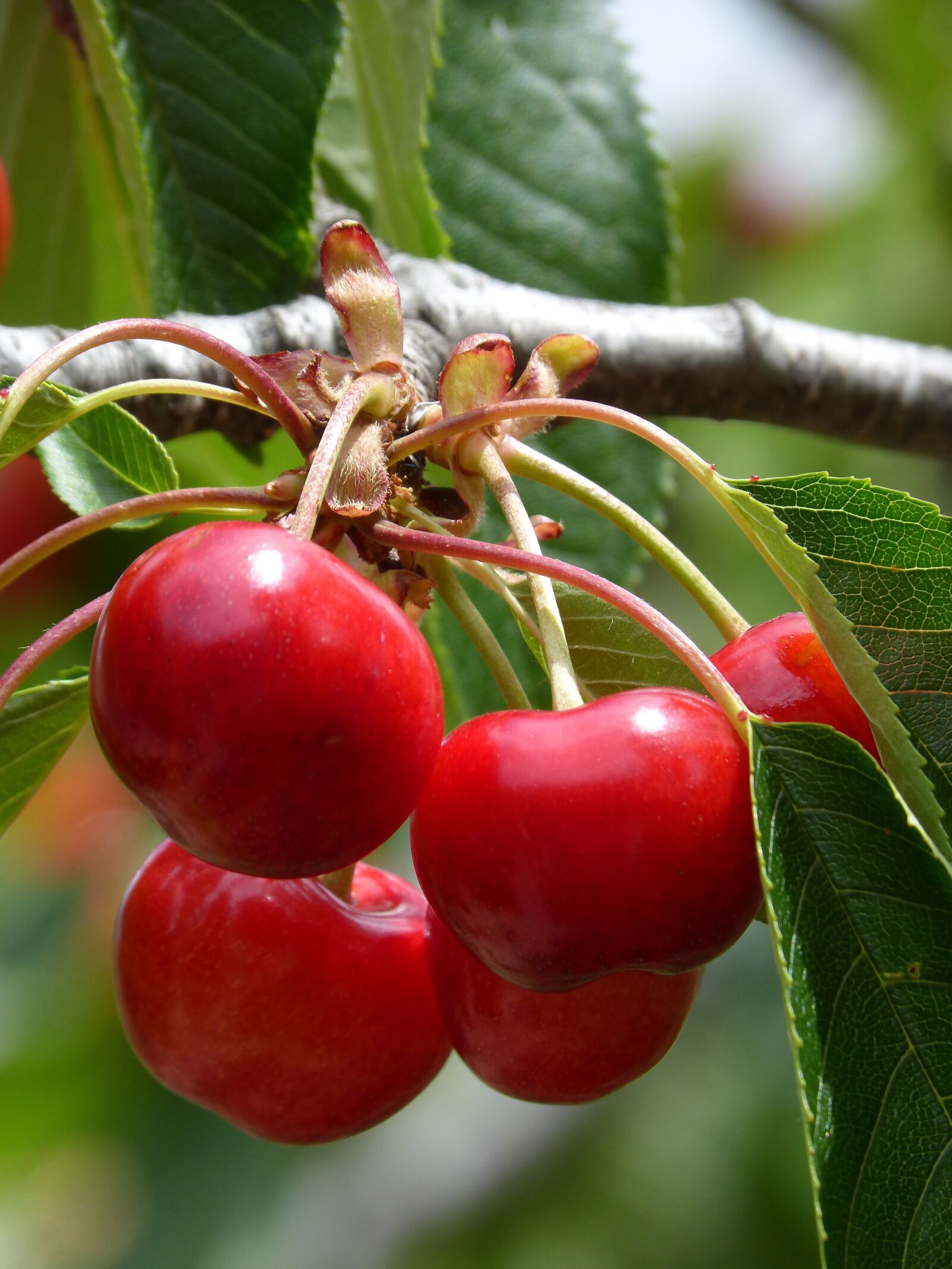 Panasonic DMC-FZ62 sample photo. Cherries, cherry, red fruit photography