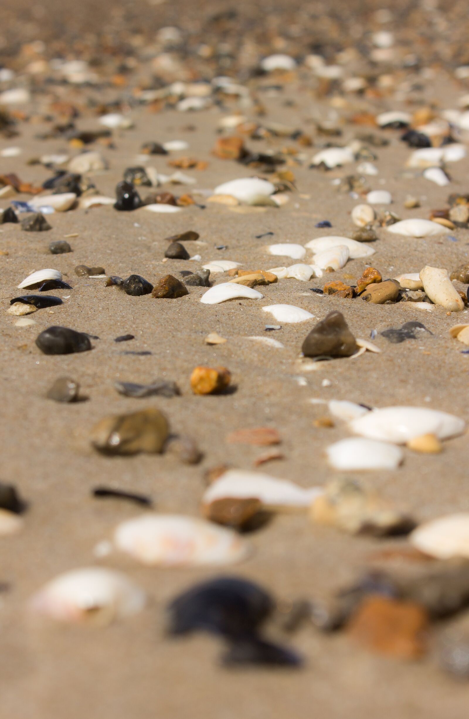 Canon EOS 1100D (EOS Rebel T3 / EOS Kiss X50) sample photo. Mussels, sand, north sea photography
