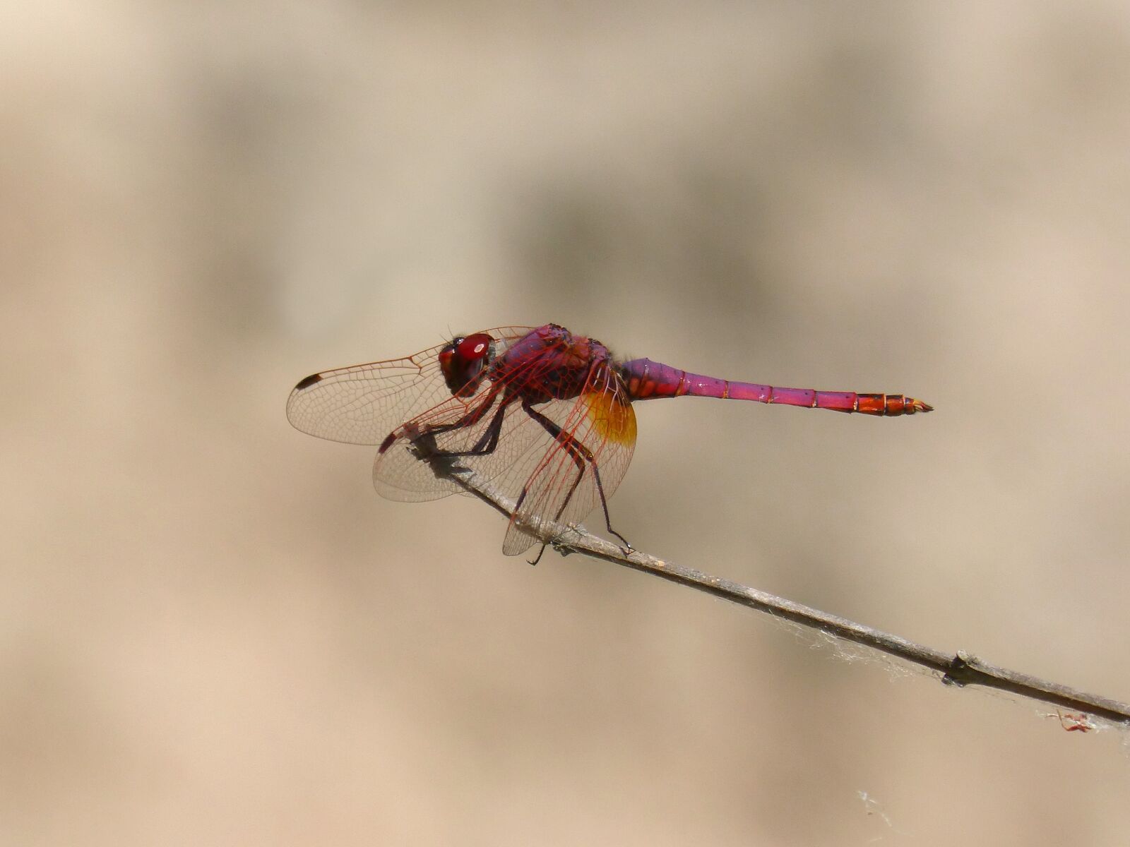 Panasonic DMC-FZ62 sample photo. Dragonfly, branch, annulata trithemis photography